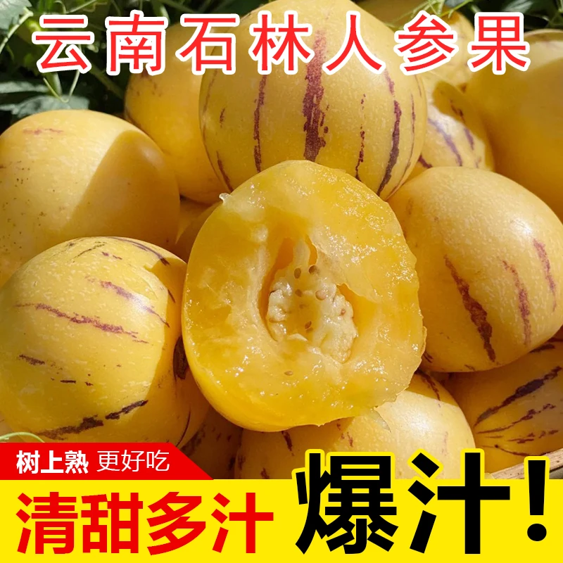 云南石林树上熟人参果黄肉圆果新鲜清甜多汁应季水果当季水果