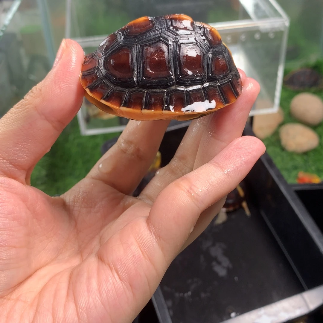 宠物龟不分公母皖南安缘