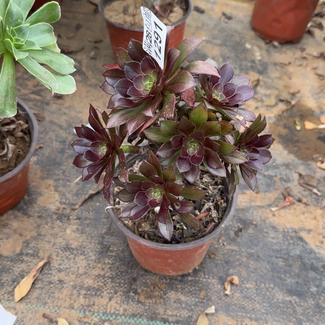 灰法师多肉1291满28包邮断枝不包