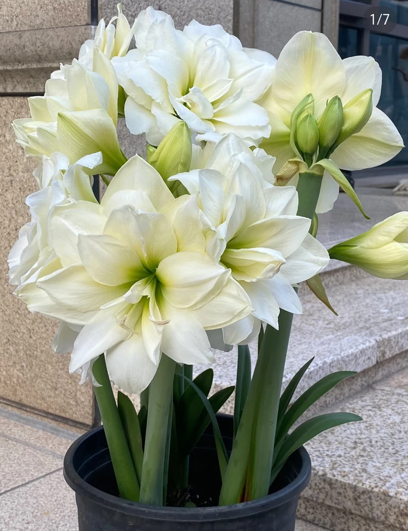 阿弗雷进口，朱顶红种球