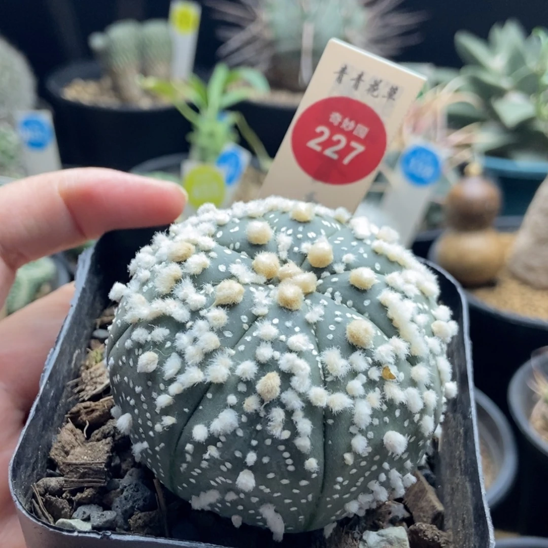 实生花园兜6.1cm一棵仙人球