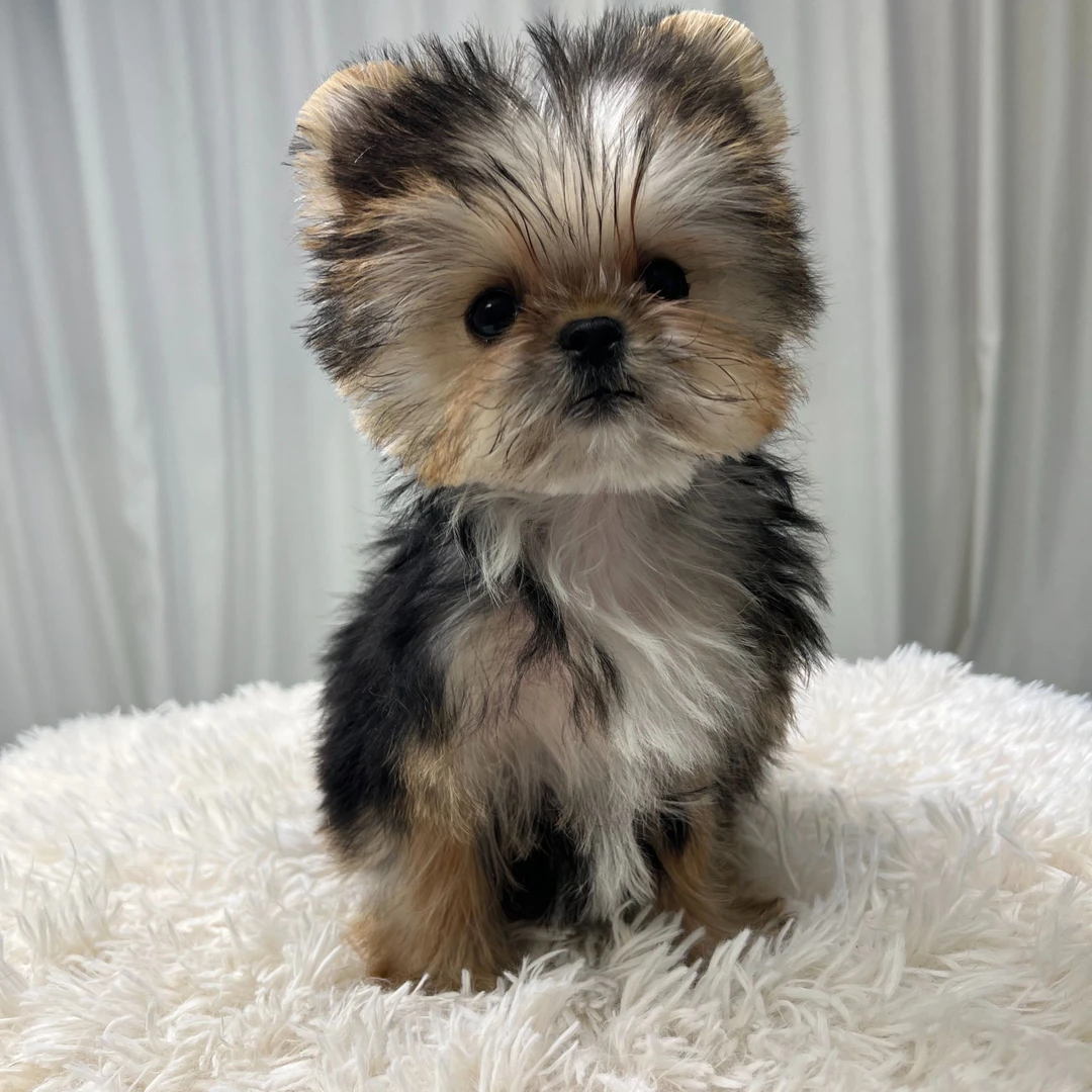 精品萌宠家庭陪伴犬可爱小狗幼犬宠物萌系小狗狗纯种活体狗