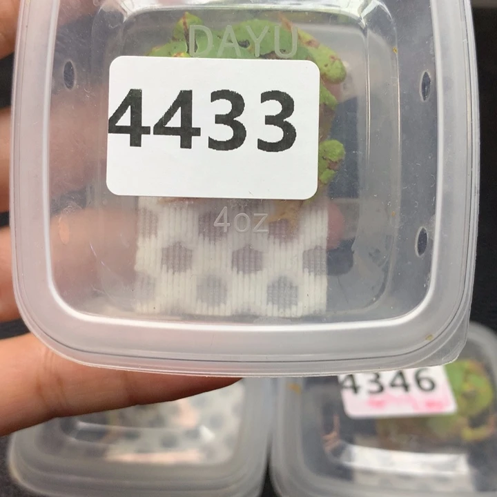 孤***者角蛙4433特价蝴蝶
