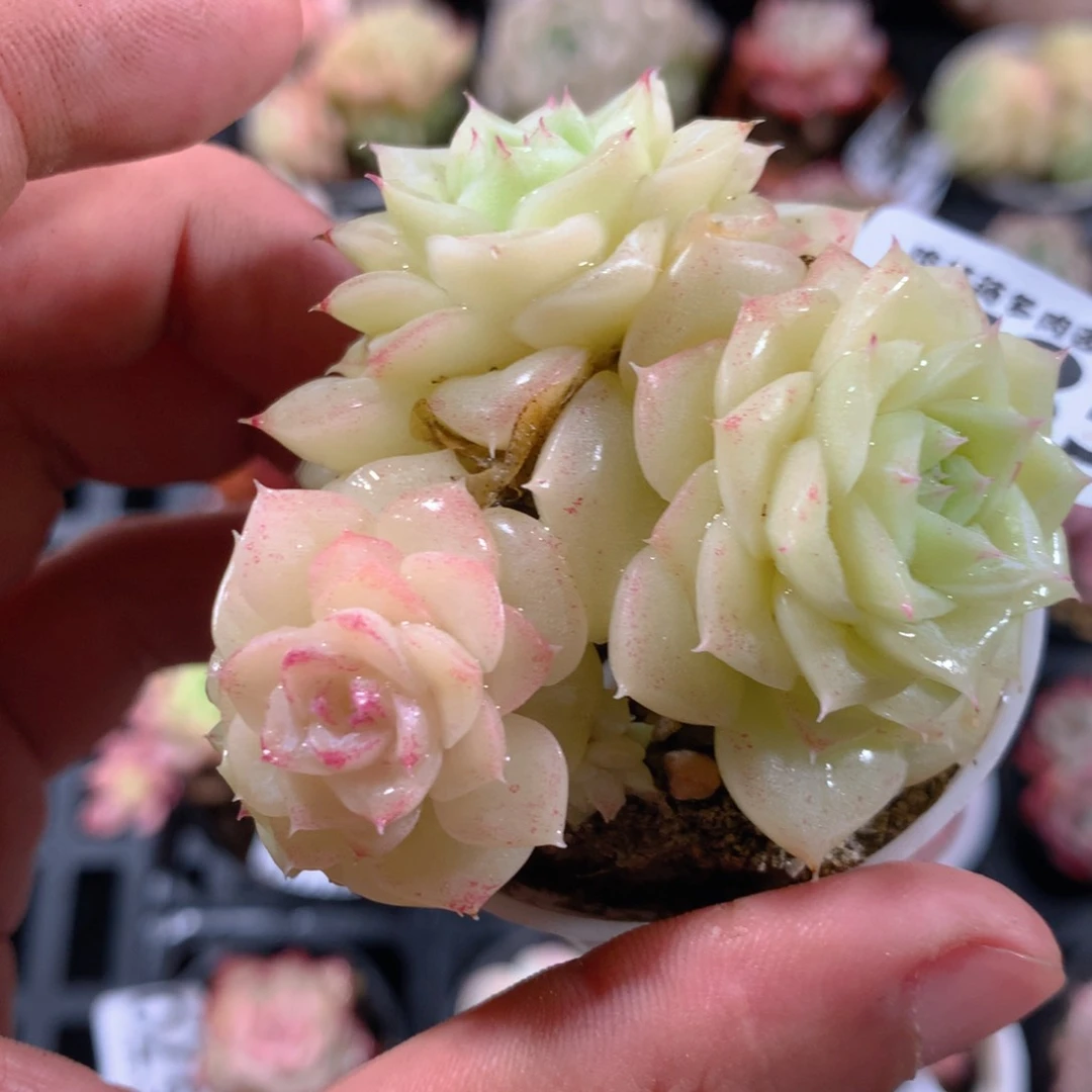 5CM拇指盆精控多肉YW785