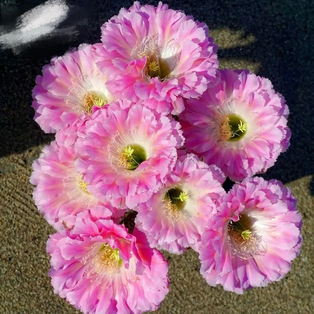 仙人球直播一物一拍