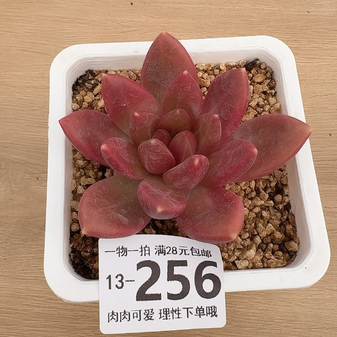 迷雾泡泡无盆土发货