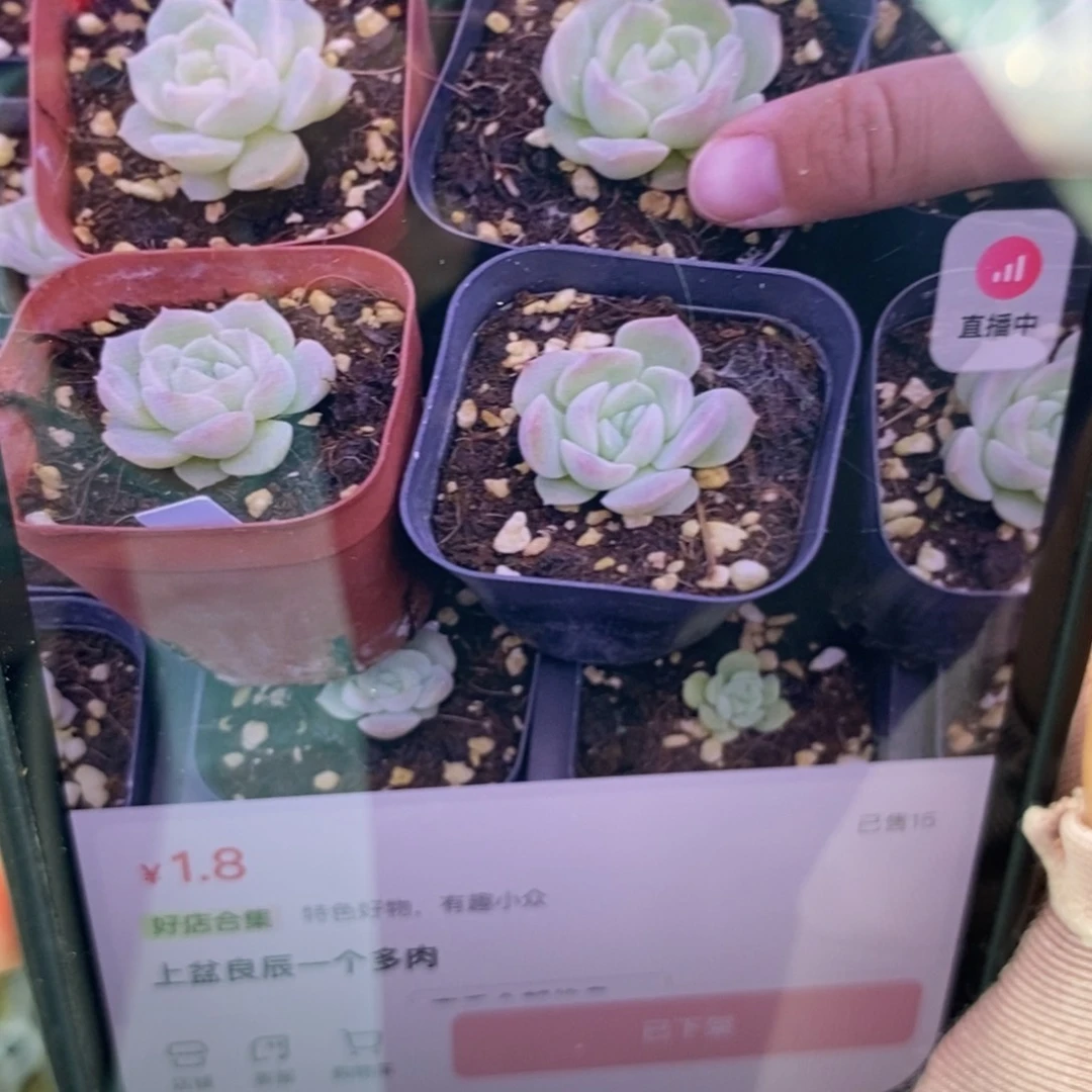 上盆良辰一个多肉