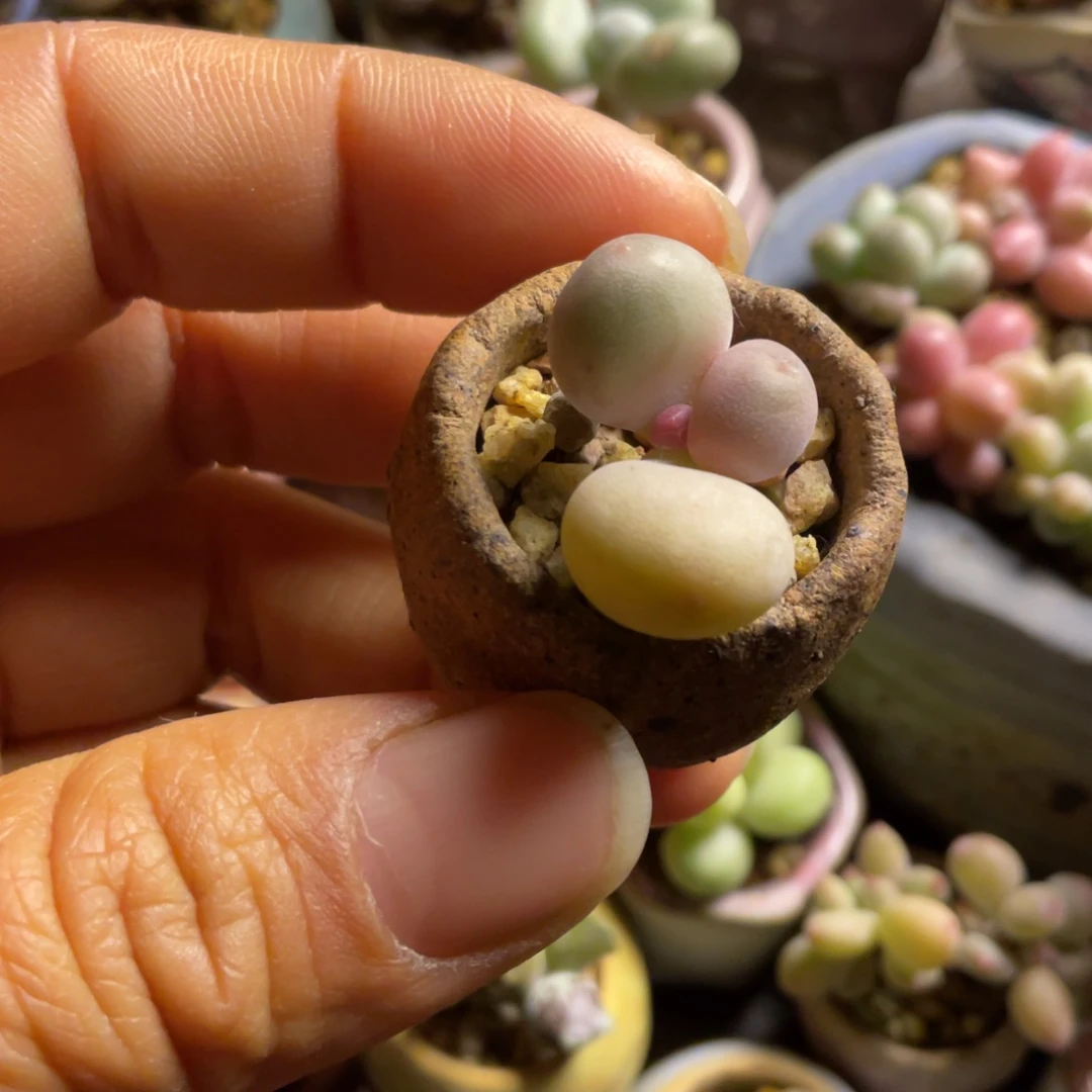 蛋黄奶带盆满50包邮非偏远