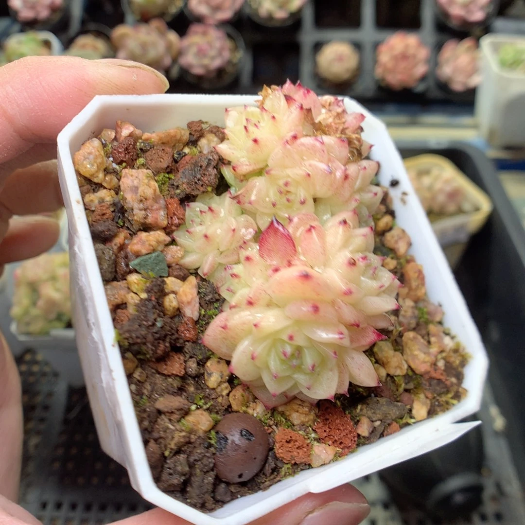 E67y y y y y y y y y