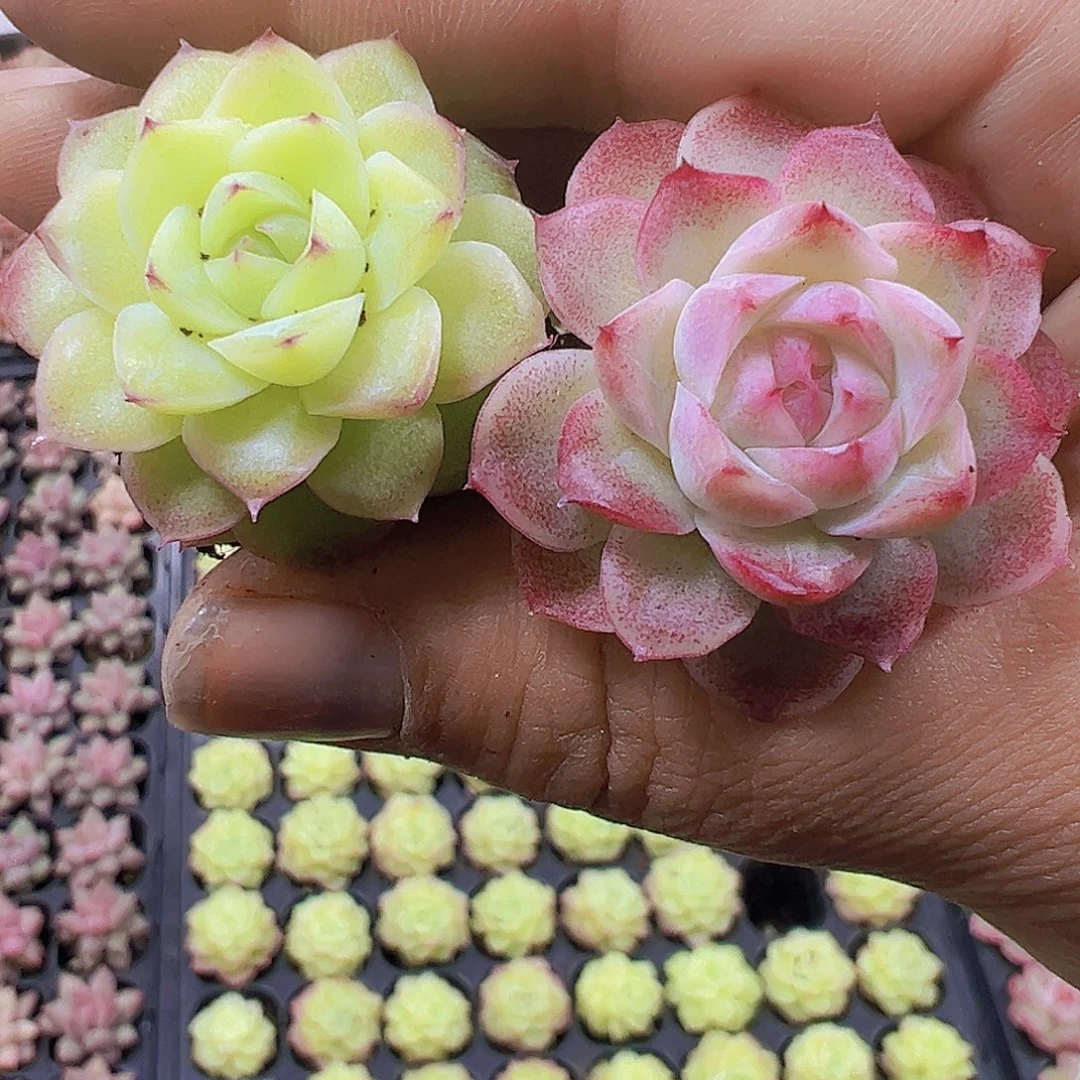 玫瑰仙子组合6个3黄3粉19包邮