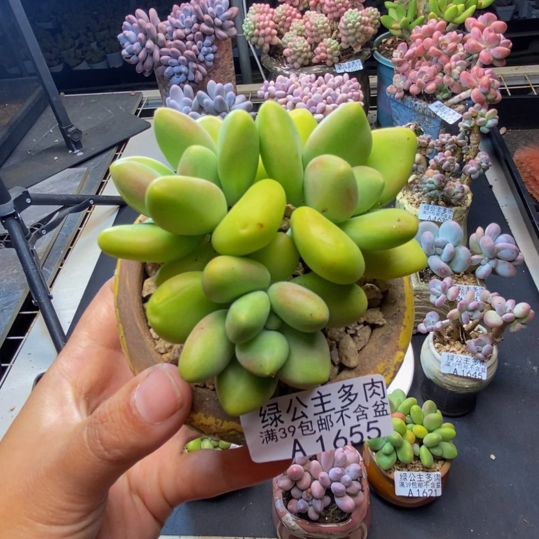 655芒果奶kk奶多肉7c m