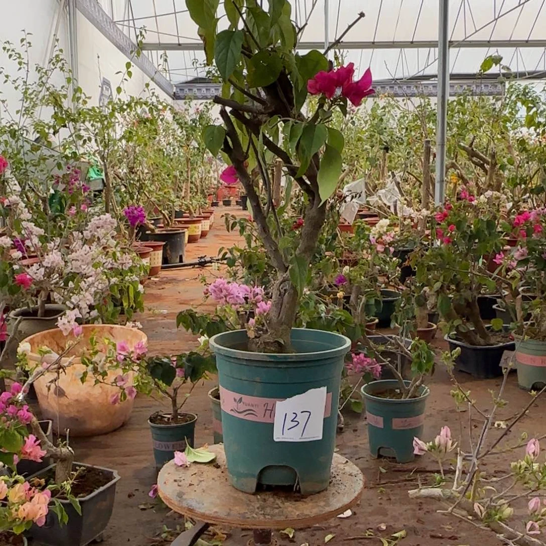 大部分开放少量花苞甜心 137脱