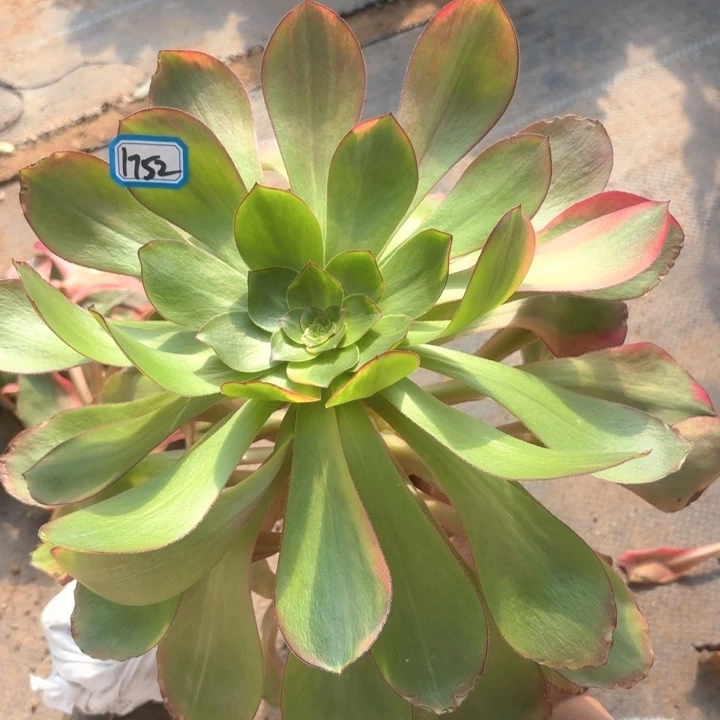 巫毒1752法师多肉