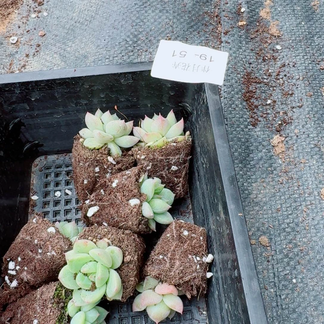 还玫瑰杂交杂冰玉珍妮一颗量拍19-51