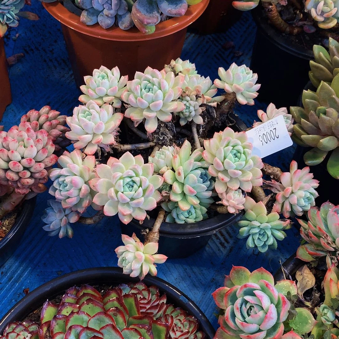 波***子     奶油美人多肉20006