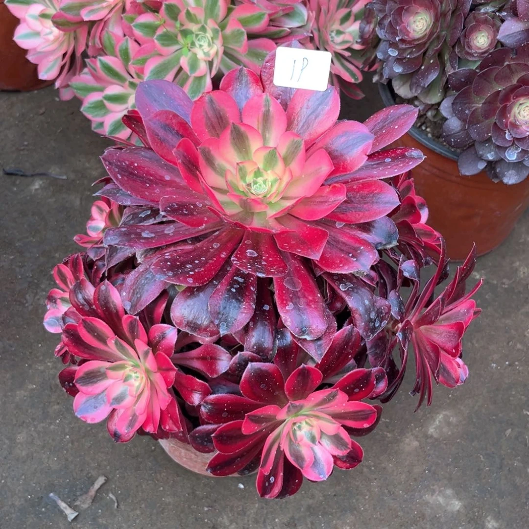 花多肉植物美杜莎 019