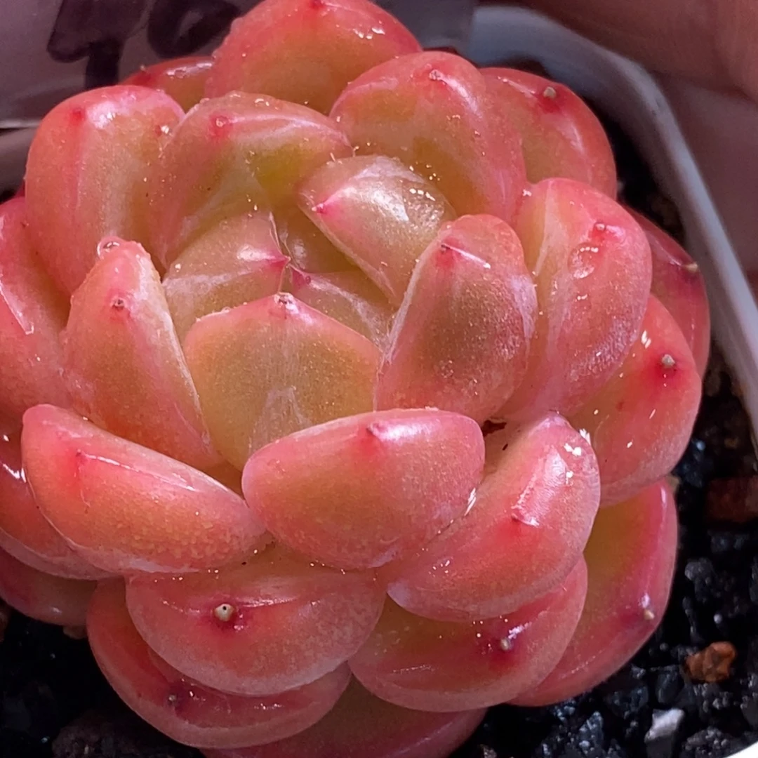 天官赐福百无禁忌