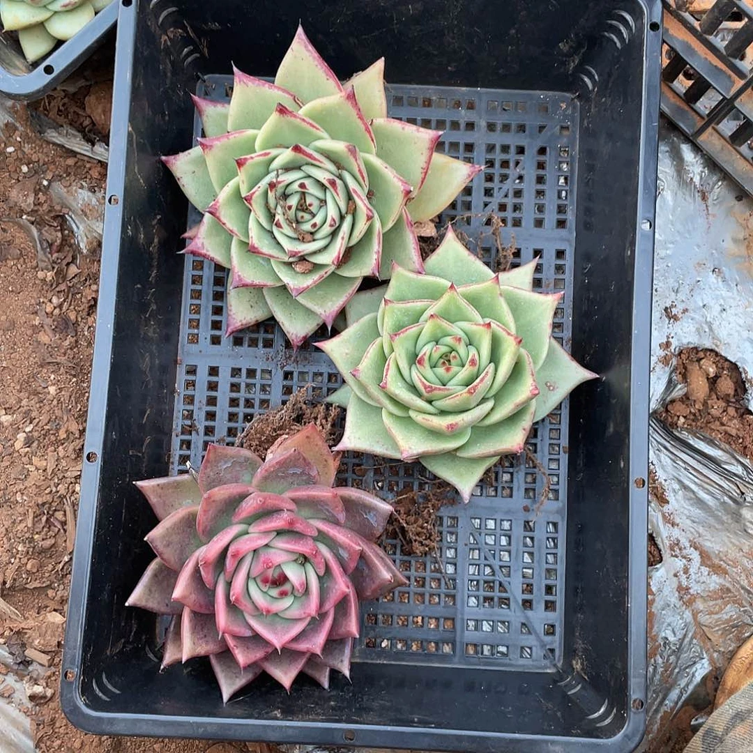 若如东云组拍E791