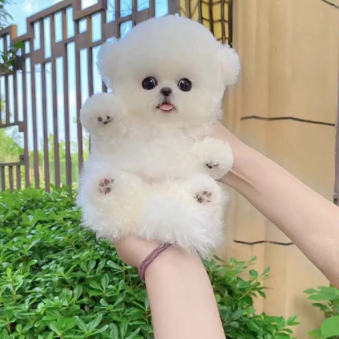 【飞飞家比熊】比熊 泰迪 博美 泰迪熊  西施犬 雪纳瑞 约克夏