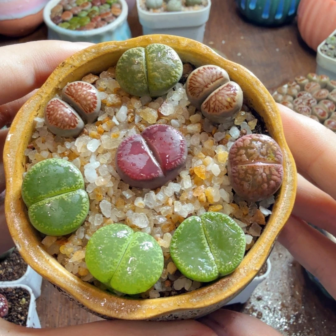 芃***芃多肉植物的生长发育和生长432