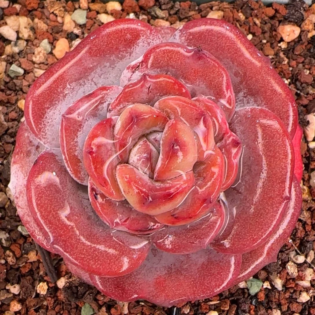 从前慢花园精选多肉奶茶小