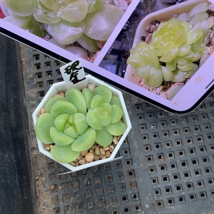 标签362现金财富一个多肉