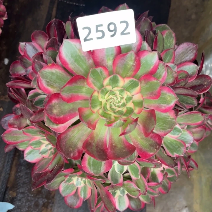 新品赤子心特价多肉