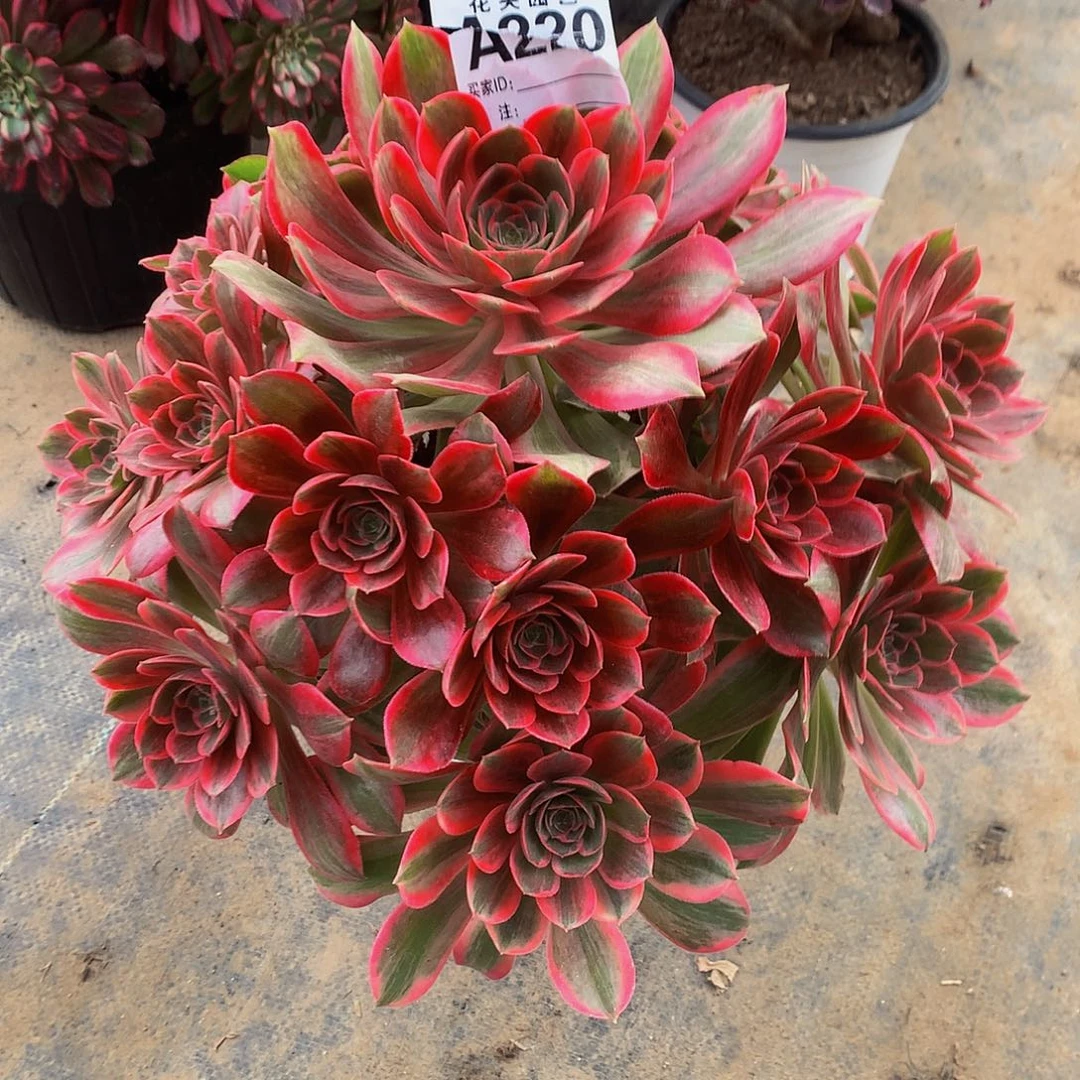 220多肉法师换肉卡