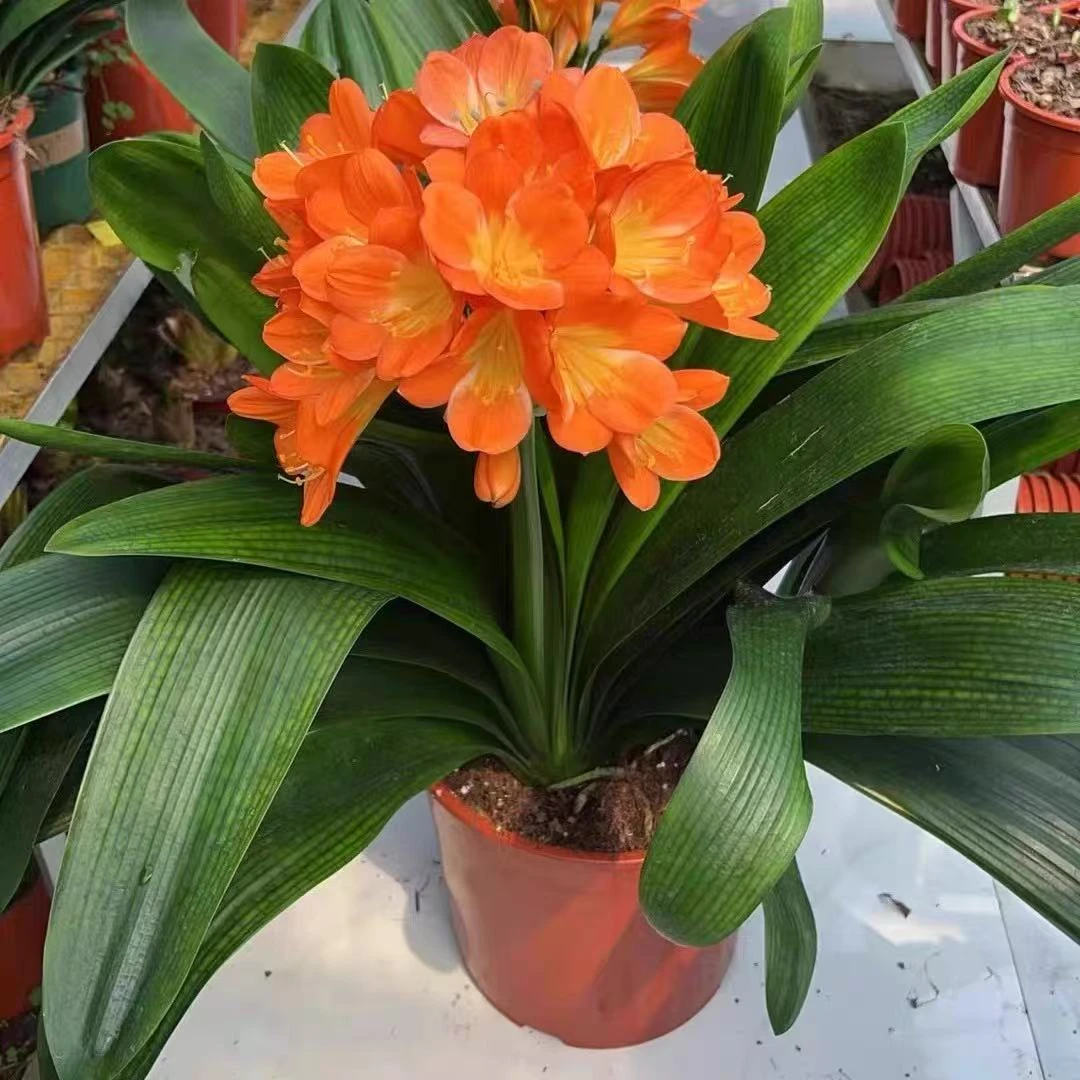 【元宝君子兰】君子兰四季常青室内高档绿植好养易活原盆原土