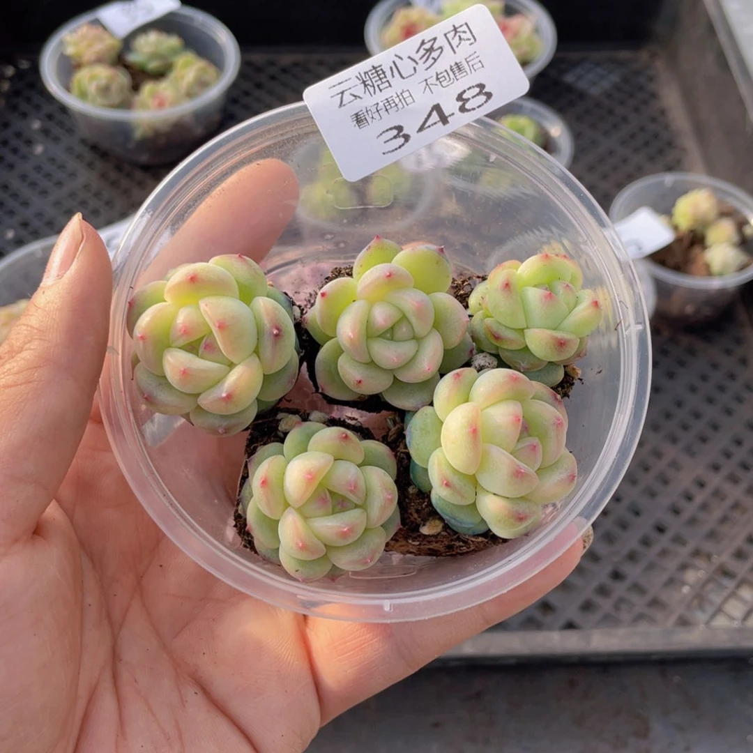 云糖心多肉植物348
