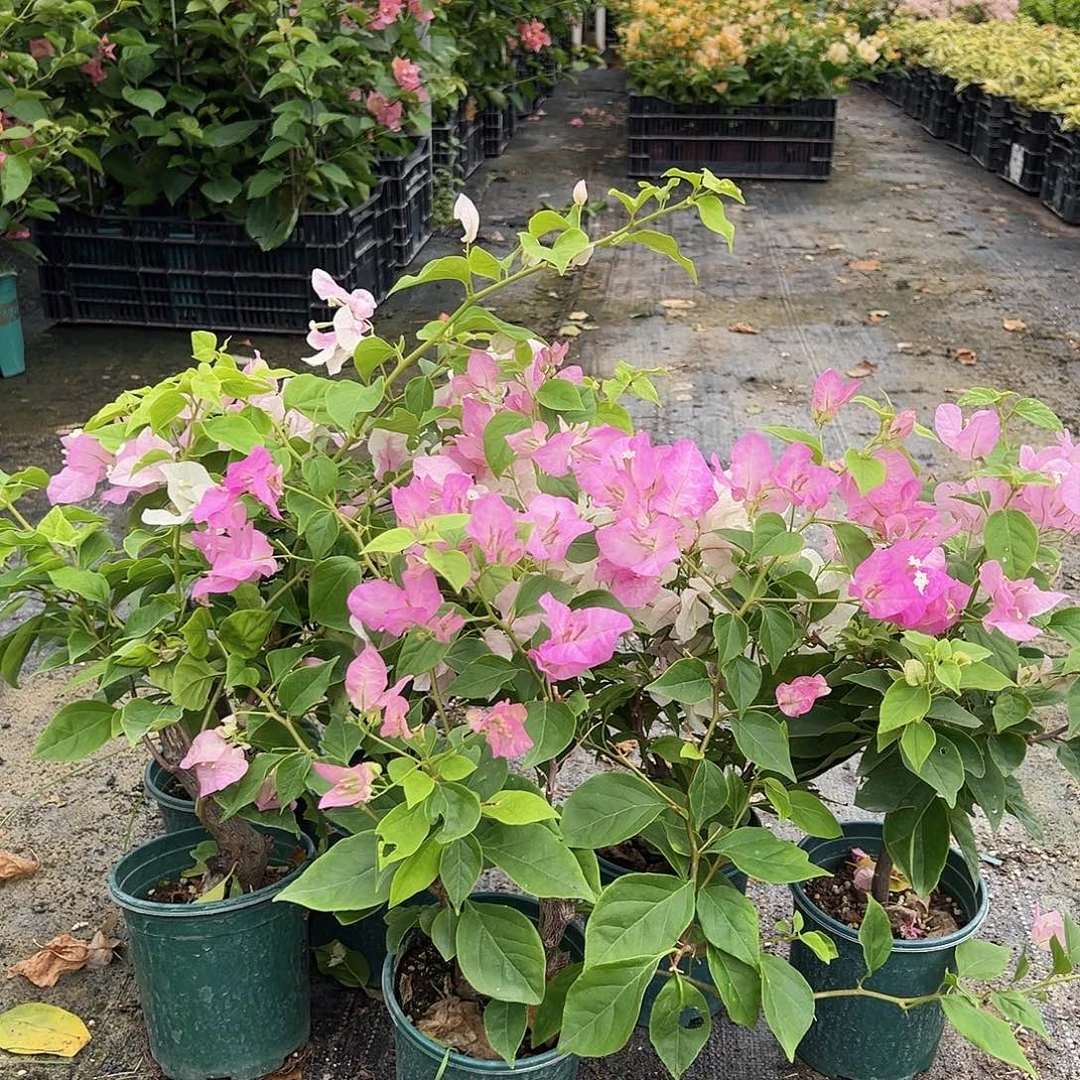 当前无花栽培后可以开花广红英掌中宝一颗