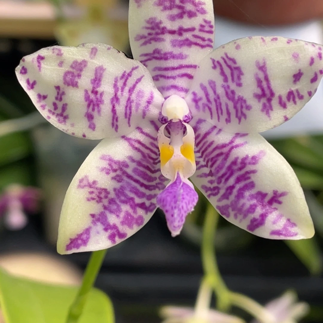 完全开放2.5，柳林的开品