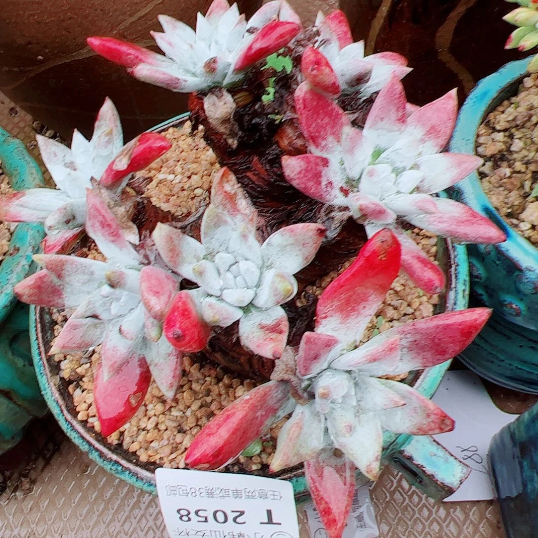 2058流丹白毫苹果叶