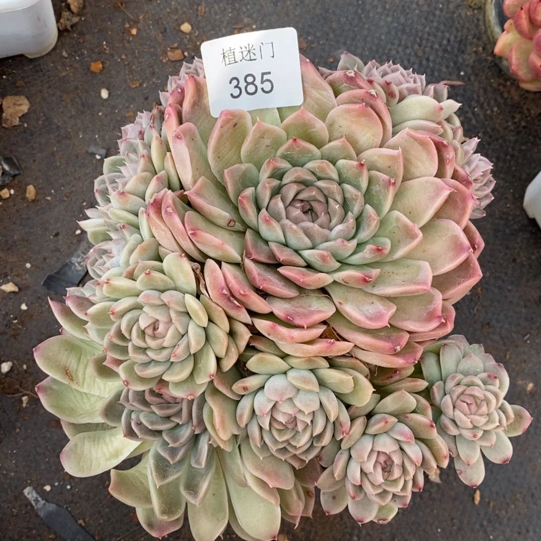 S****ฅ杂交精品多肉385