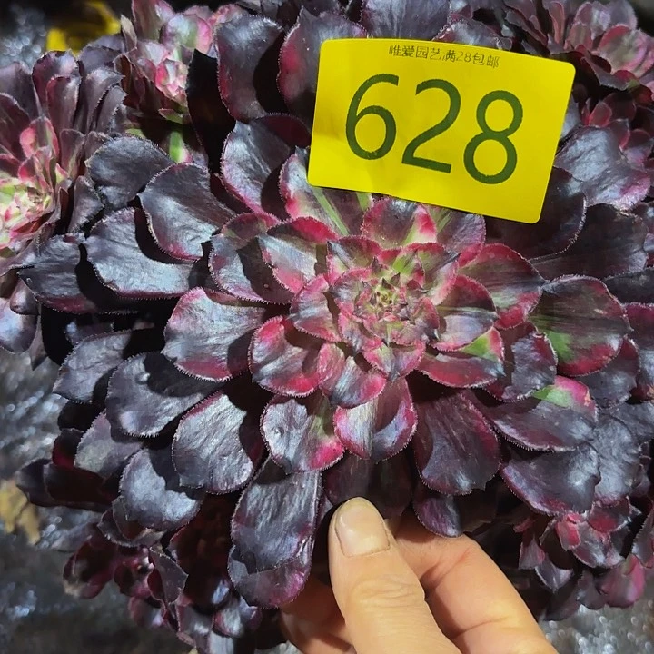 多肉植物同花顺628