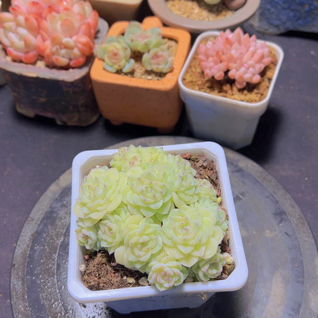 ?*?白天鹅杂，多肉植物