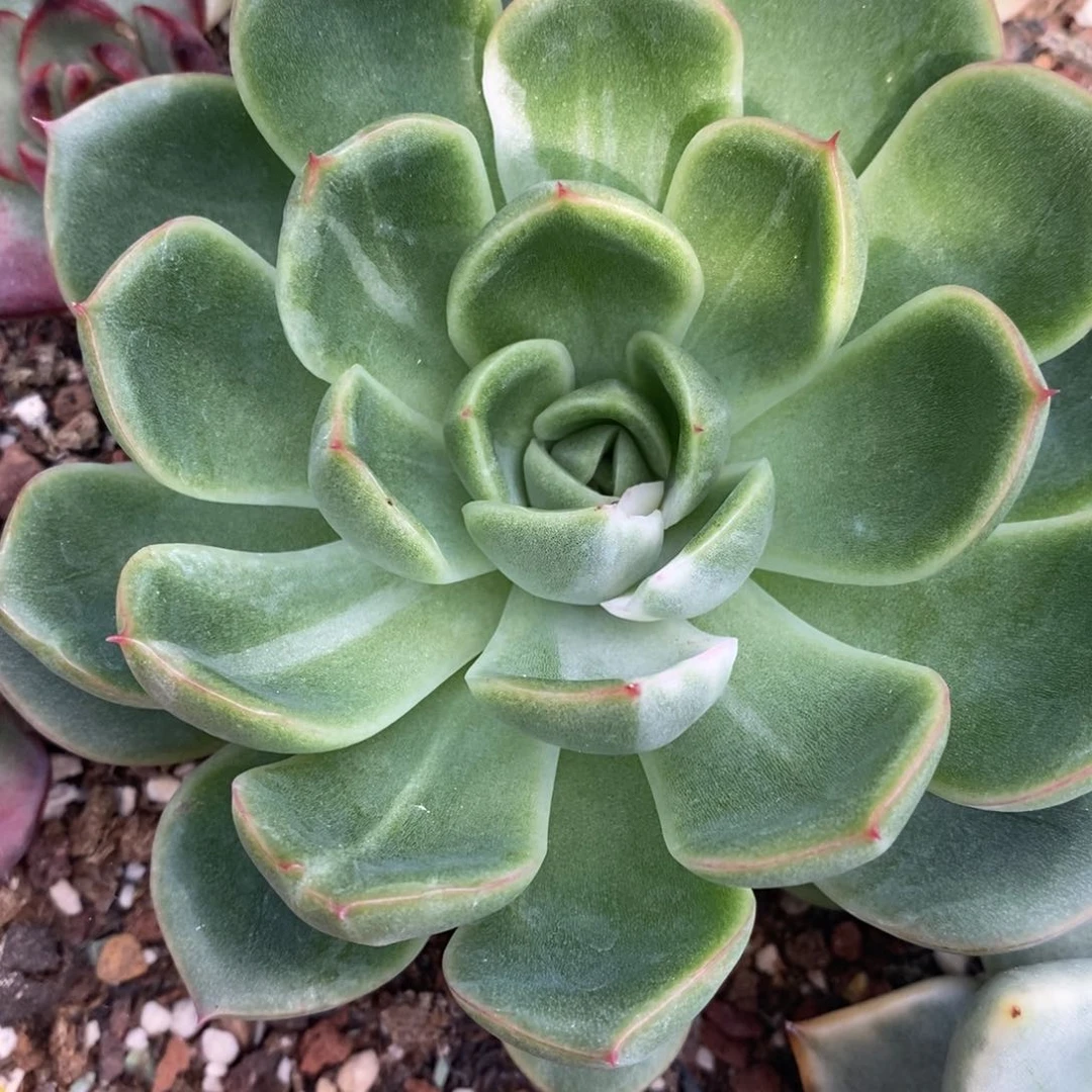 代***～无花朵东云系多肉植物（新品锦）
