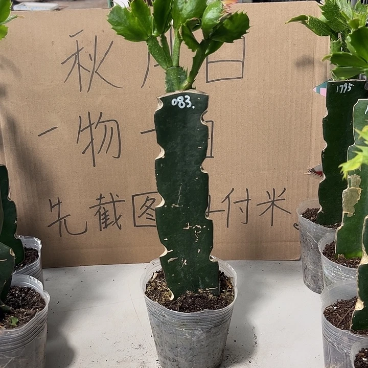 云***初当前无花朵，栽培后可花朵083