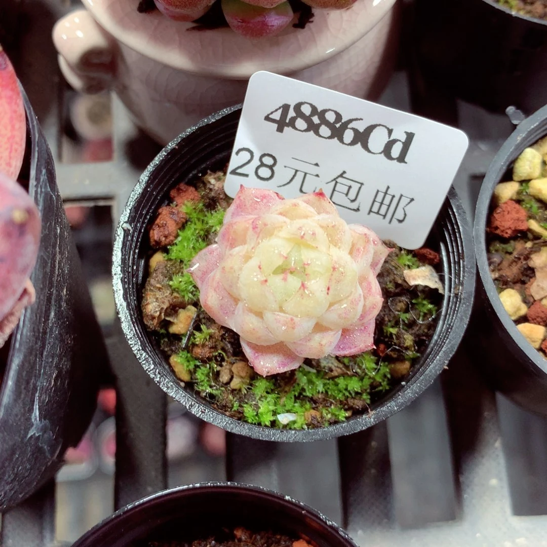 5厘米盆精控多肉4886