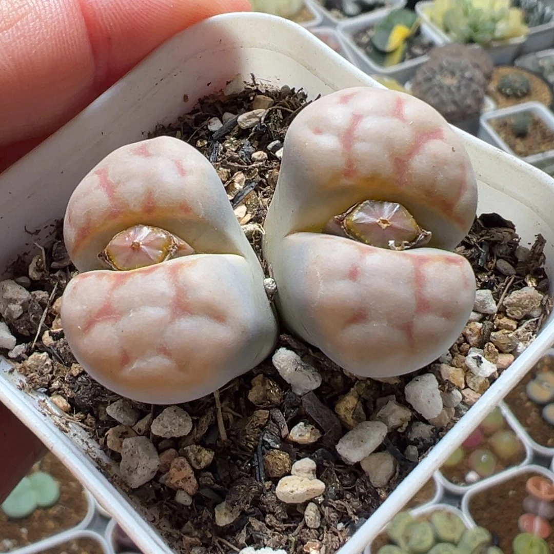 175多肉植物种类多样