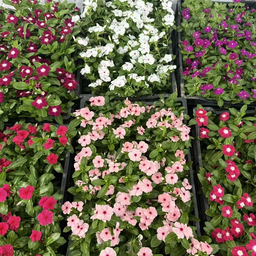 长春花五叶梅盆栽四季开花耐晒好养室内外花卉