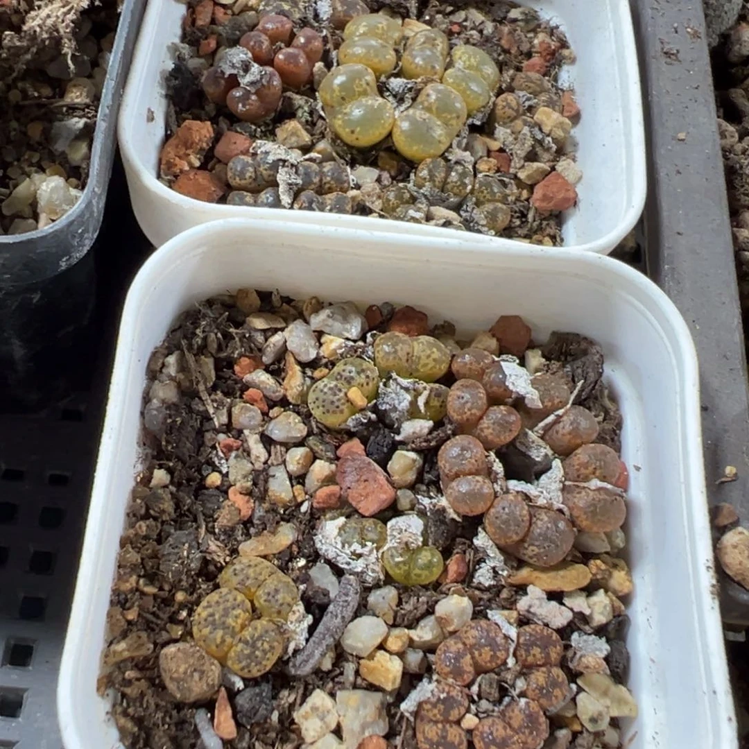 霧***岚1-156肉锥多肉植物，