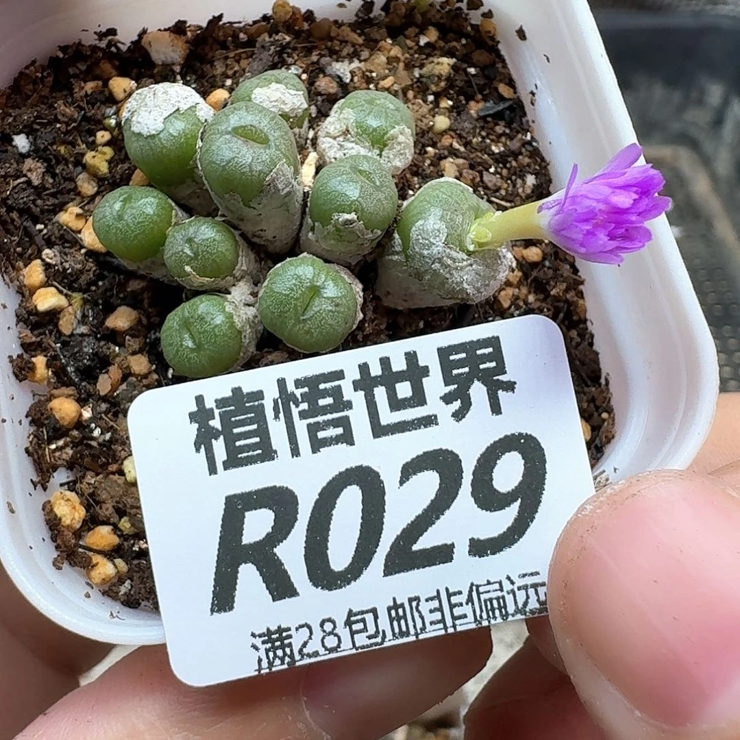 多肉植物的润泽法g