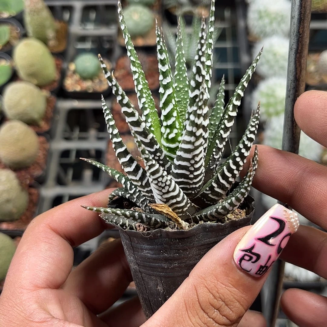 条纹小斑马单头发货