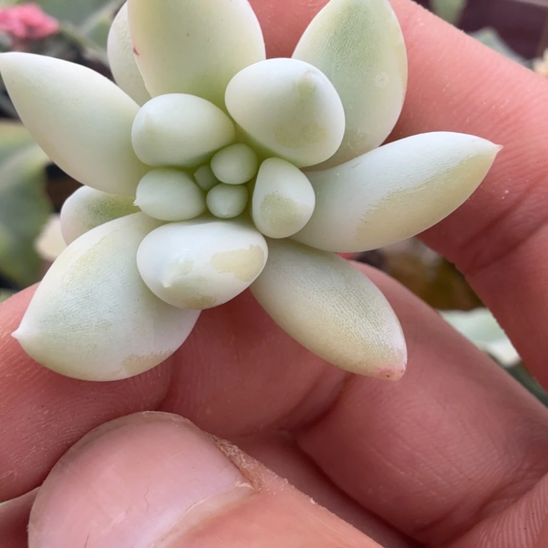所罗门锦可嫁接福利