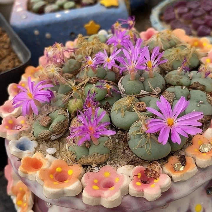 大型四头紫花饼一群