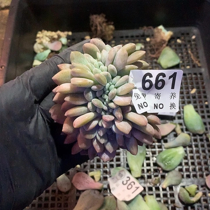 冰橙缀化 无根 多肉植物.9.27号左右发