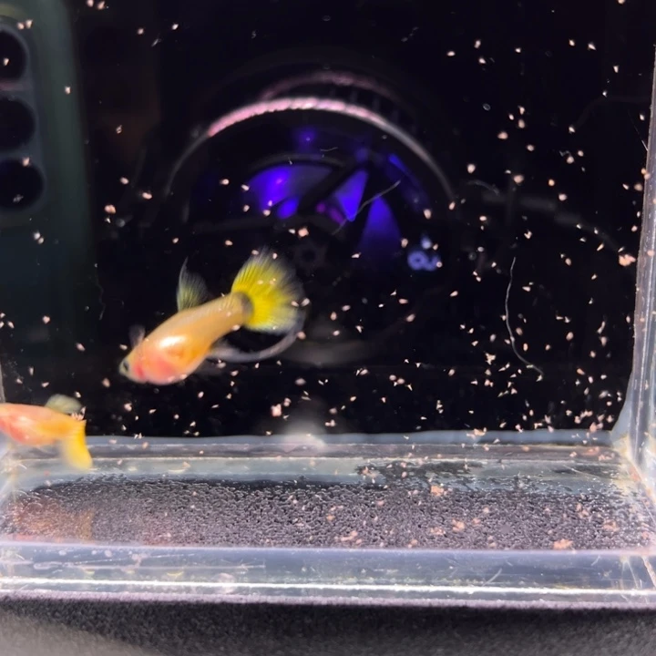 孔雀鱼黄金玻璃猫大C1对