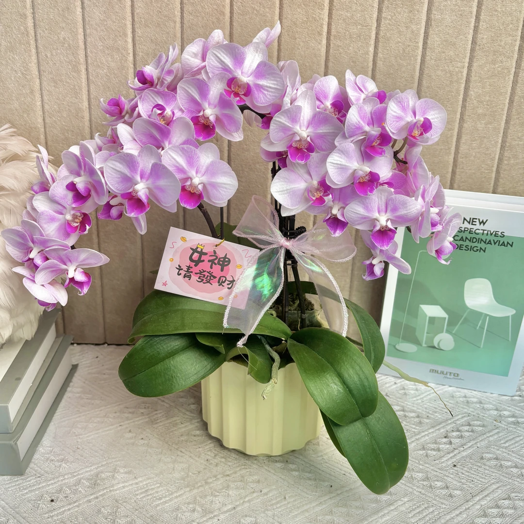 初恋 蝴蝶兰特殊工艺植物蝴蝶兰 真花