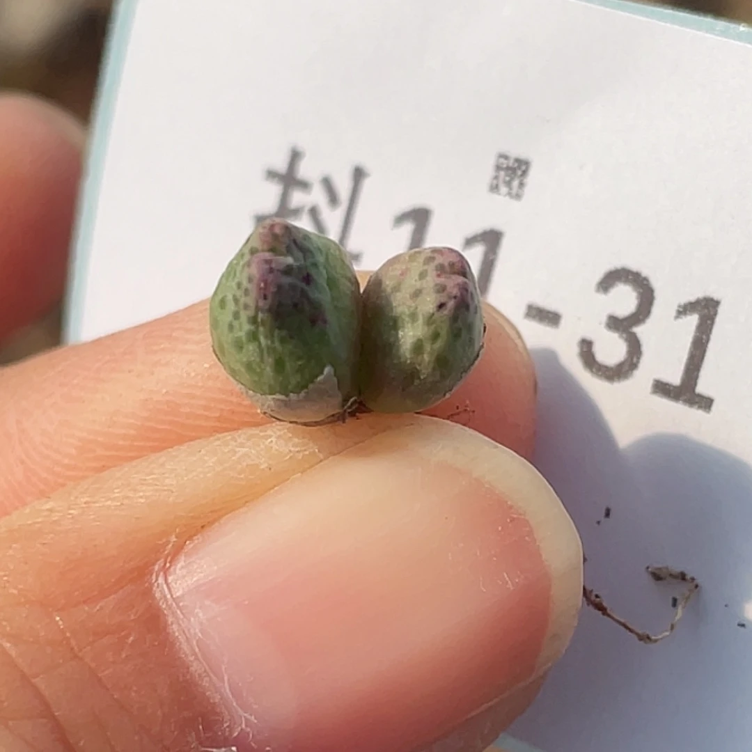 11-31草莓斑马肉锥